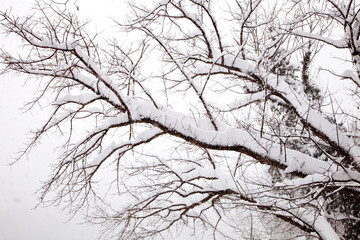 Heavy Snow on Trees