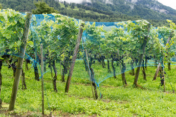 Fototapeta na wymiar ripe pinot noir grapes on grapevines covered in blue net to keep away predators and ready for harvesting