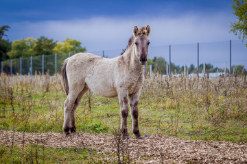 Obraz premium Foal of the Polish conic walks in freedom in autumn
