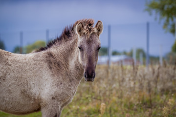 Foal of the Polish conic walks in freedom in autumn