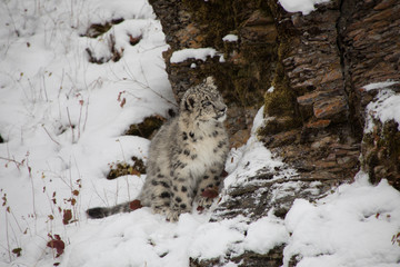 Fototapeta na wymiar Snow Leopard Cub