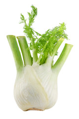 Fresh fennel isolated on white background