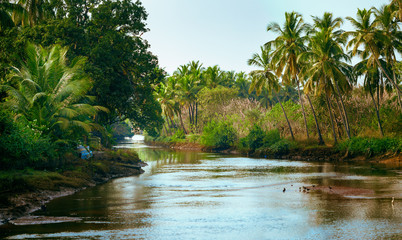 River and palm forest