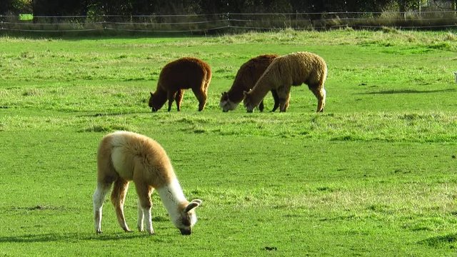Llamas Grazing in a Field