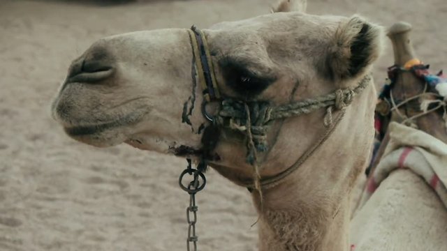 funny camel muzzle