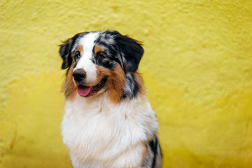 Smiling australian shepherd portrait on background of bright yellow wall with copy space.