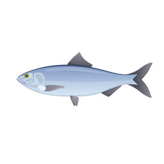 Naklejka premium Herring. Colorful sea, river fish, swimming on blue deep sea.