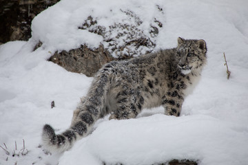 Snow Leopard Cub