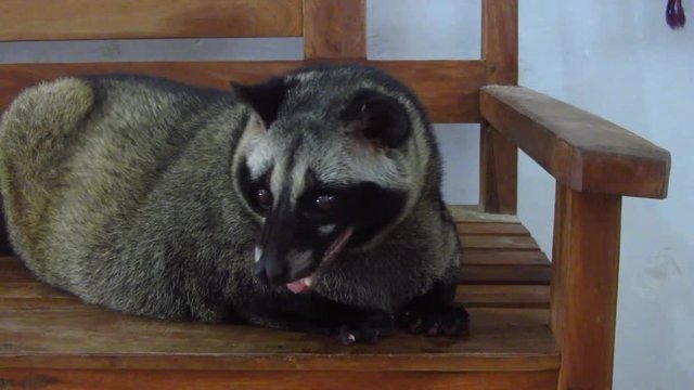 Loewak (a.k.a. the Asian Palm Civet)