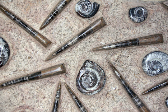 Petrified fossil goniatites, ammonites and orthoceras