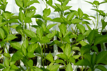 plant seedlings, padron peppers - pimiento padron