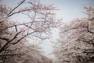 Fototapeta na wymiar Branches of blossoming cherry blossoms against the sky in the park. Japan