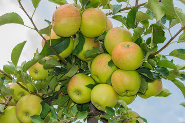 green ripe apples on a tree branch close-up at harvest time