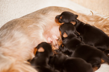 Yorkshire Terrier Puppies