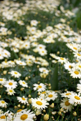 Obraz premium meadow of daisies