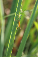 insect