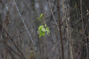 Ukrain, Dnepr, Park Gagarina