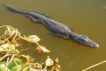 Alligator in a pool of Everglades National Park
