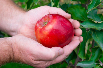 red large ripe apple in a male old hands close-up against a background of green apple tree leaves