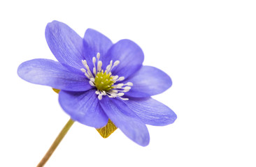 spring blue flower isolated