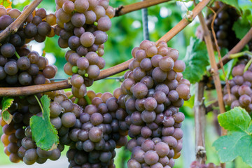 rosé grapes hanging on grapevines ready for harvesting