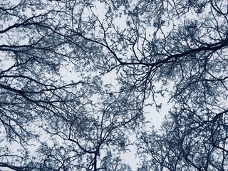 Tree tops at the winter sky