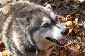 Obraz premium Stray dog like husky.