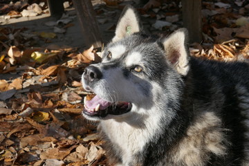 Stray dog like husky.