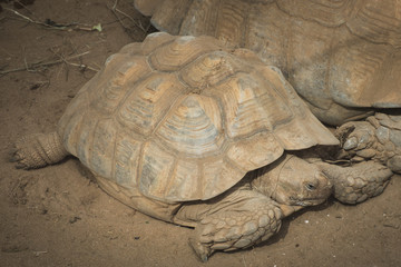Fototapeta premium turtle, tortoise