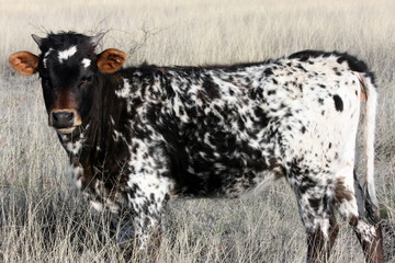 longhorn baby
