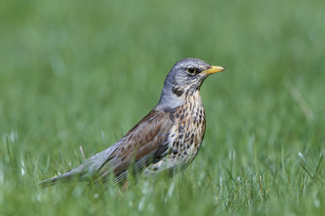 Fototapeta premium Fieldfare (Turdus pilaris)