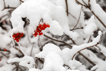 The branches with fruits of red viburnum are covered with snow