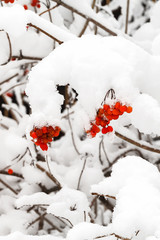 The branches with fruits of red viburnum are covered with snow