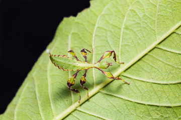 Young leaf insect (Phyllium westwoodi)