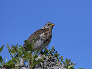 Fieldfare (Turdus pilaris)