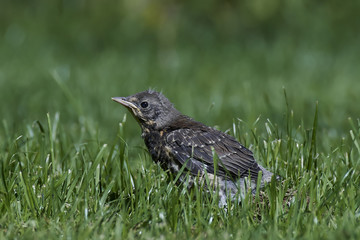 Fieldfare (Turdus pilaris)