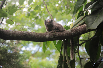 Sagui monckey sitting at a branch
