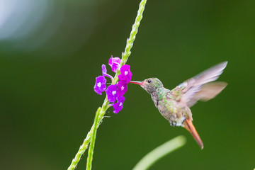A hummingbird hovering at a flower in Costa Rica, Central America