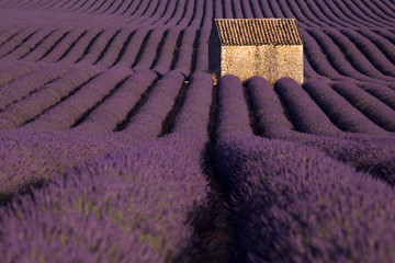 Naklejka premium Provence lavender fields in France. Purple waves.