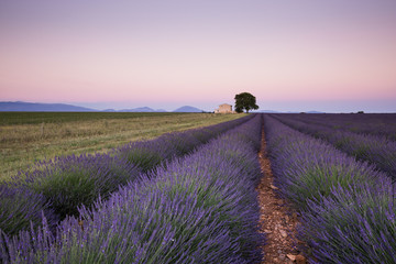 Provence lavender fields in France. Purple waves.