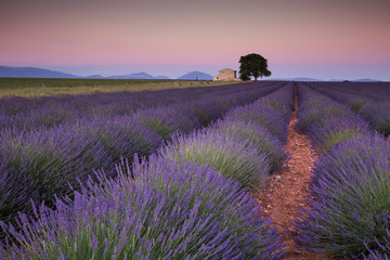 Naklejka na ściany i meble Provence lavender fields in France. Purple waves.