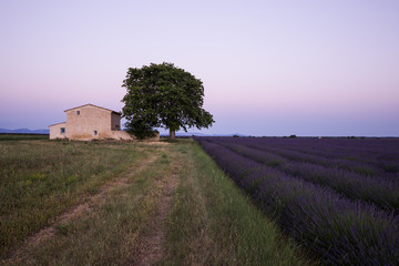 Plakat Provence lavender fields in France. Purple waves.