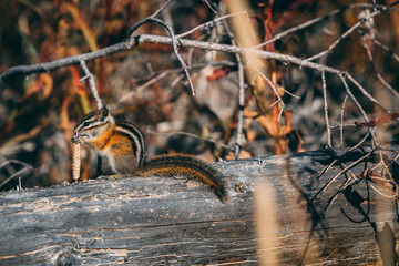 Hungry Hungry Chipmunk