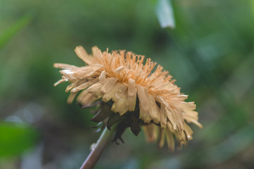 Macro Dandelion