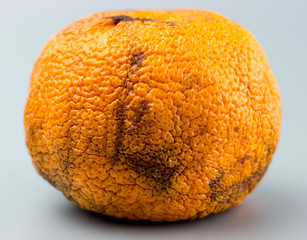 Closeup rotten orange with black spots on grey background