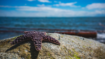 Starfish on the Rocks