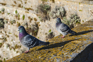 Pigeons pair