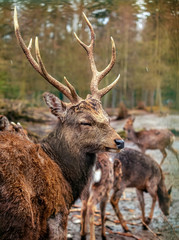 red deer stag