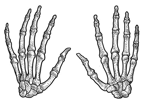 Human hand skeleton illustration, drawing, engraving, ink, line art, 

vector