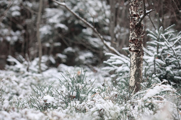 Winter forest. Landscape of winter forest on a sunny day. Snow-c